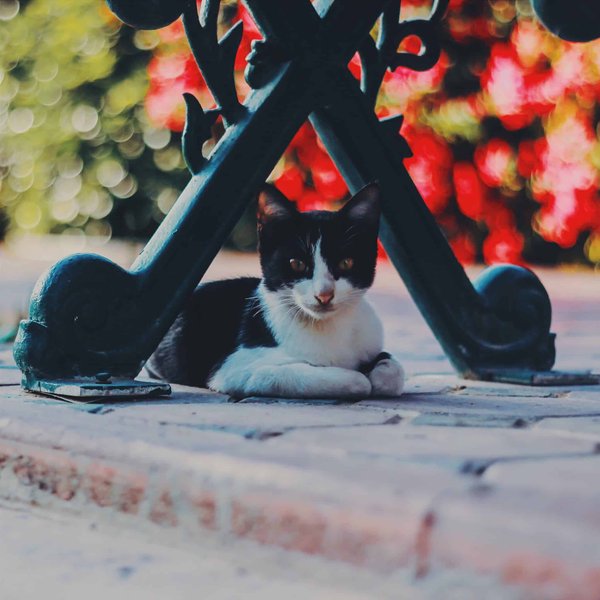 Dessin kawaii à colorier offrant une évasion créative pour tous les âges