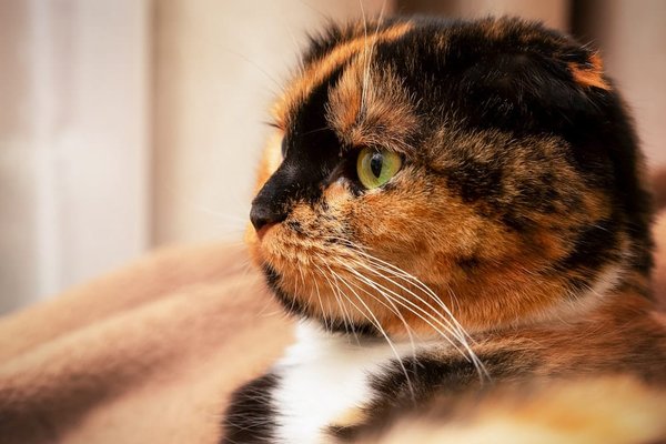 La neurostimulation artistique : les bienfaits inattendus de la coloration pour adultes