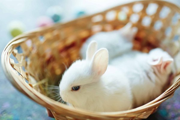Qu'est-ce qu'il faut connaître avant d'adopter un lapin extra nain?